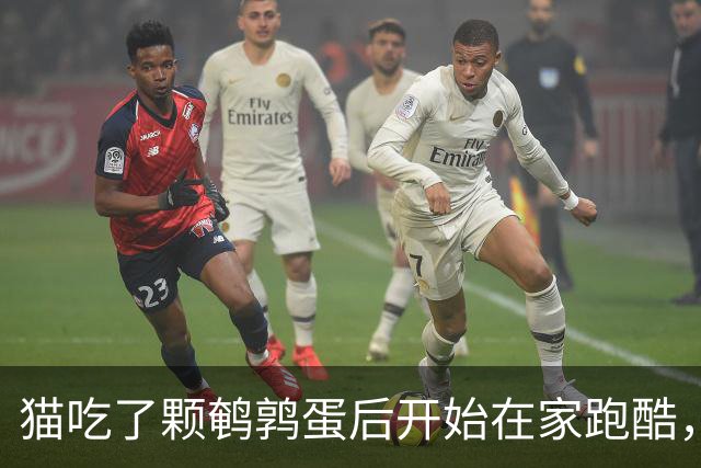 猫吃了颗鹌鹑蛋后开始在家跑酷，从客厅到厨房来回冲刺半小时，主人吓到发帖问“是不是吃坏了”，想不到评论区全是懂猫咪的“知音”